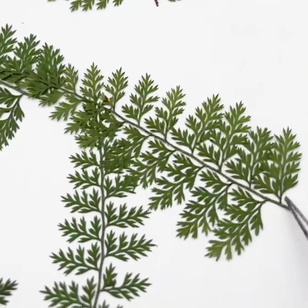 100 шт. натуральных образцов л – обзор и цена Resin Art Baby