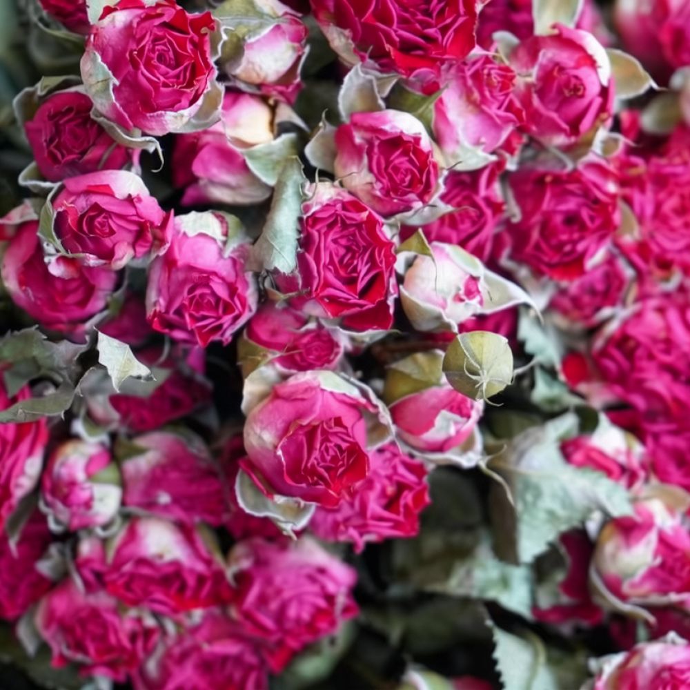 Натуральные сушеные цветы розы – обзор и цена Resin Art Rose