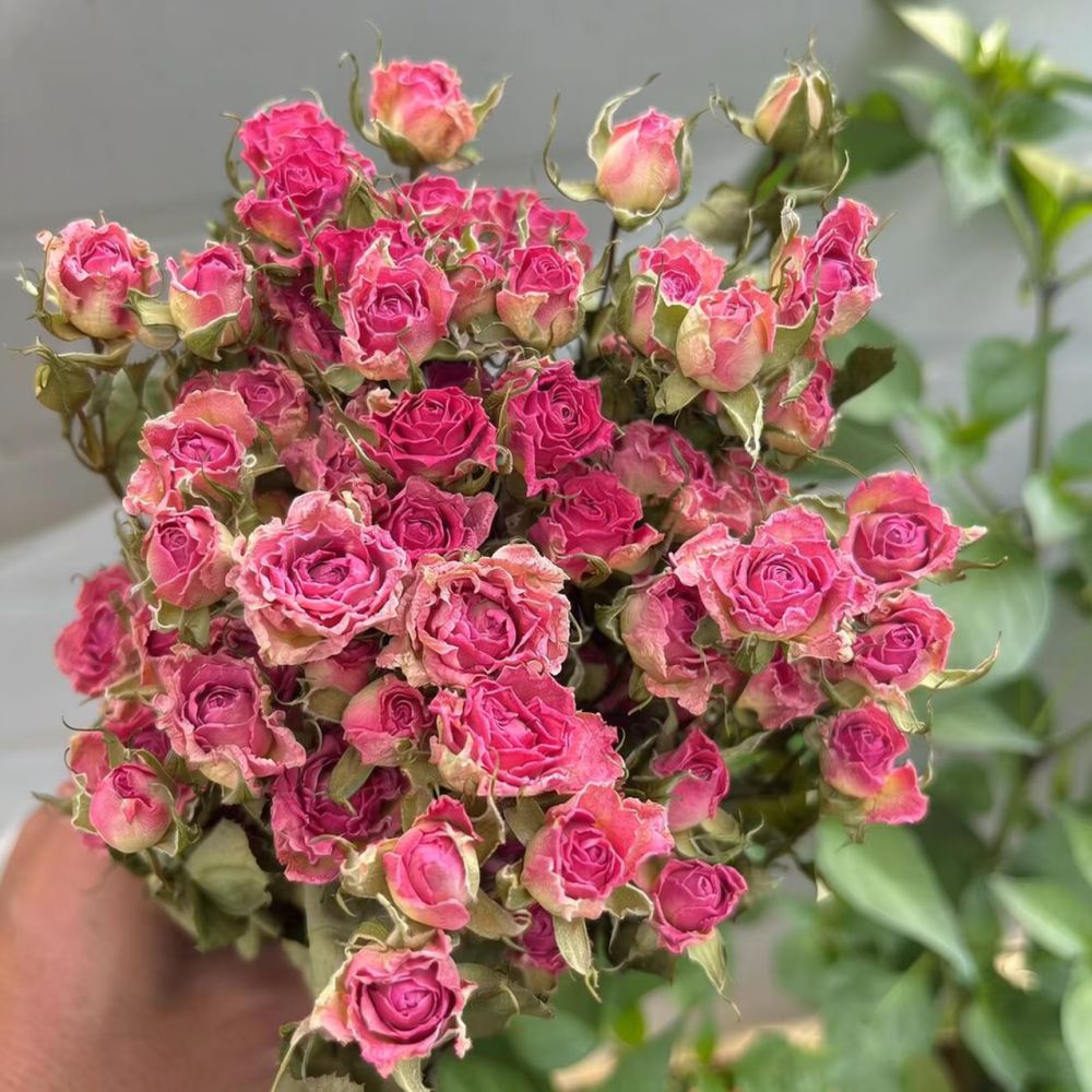 Натуральные сушеные цветы розы – обзор и цена Resin Art Rose